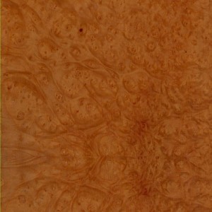 Madrone Burl