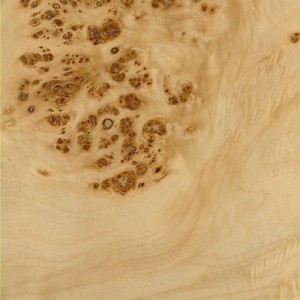 Mappa Burl
